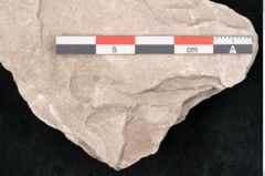 Foto (Detailansicht) von Dictyopteris brongniarti Gutb. (NHMW-GEO-2024-0188-10954)
